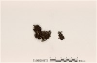 藏品(樹花屬)的圖片